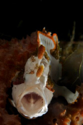 A Clown Frogfish giving his jaw a bit of a stretch for th... by Steve De Neef 